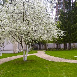 Дизайн сада - цветение вишни